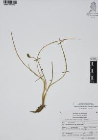 Triglochin scilloides image
